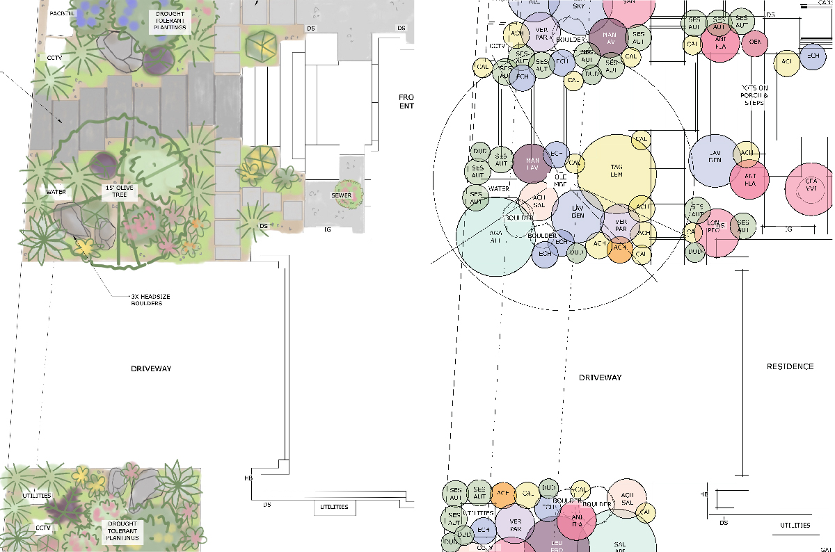 An Oakland California front garden gets a drought tolerant, modern and colorful facelift with California Native Plants