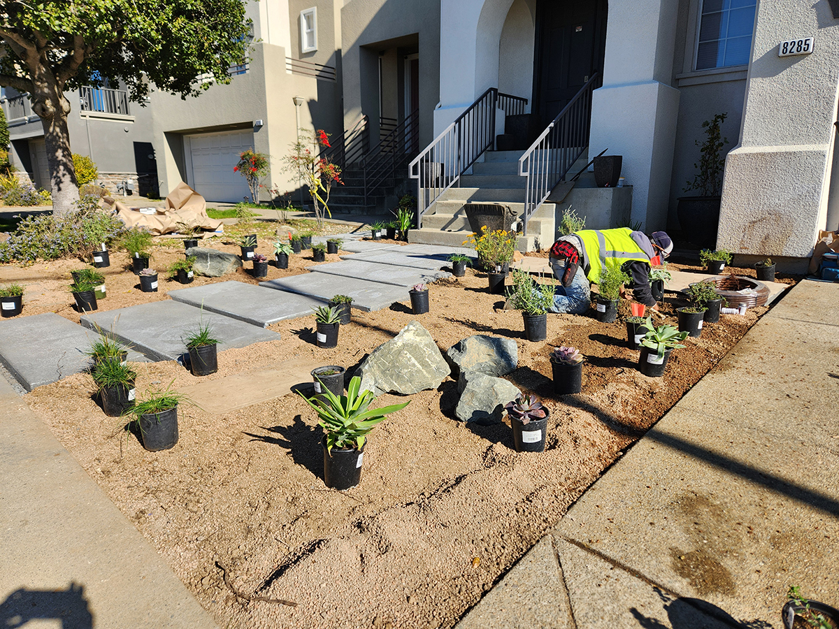 An Oakland California front garden gets a drought tolerant, modern and colorful facelift with California Native Plants