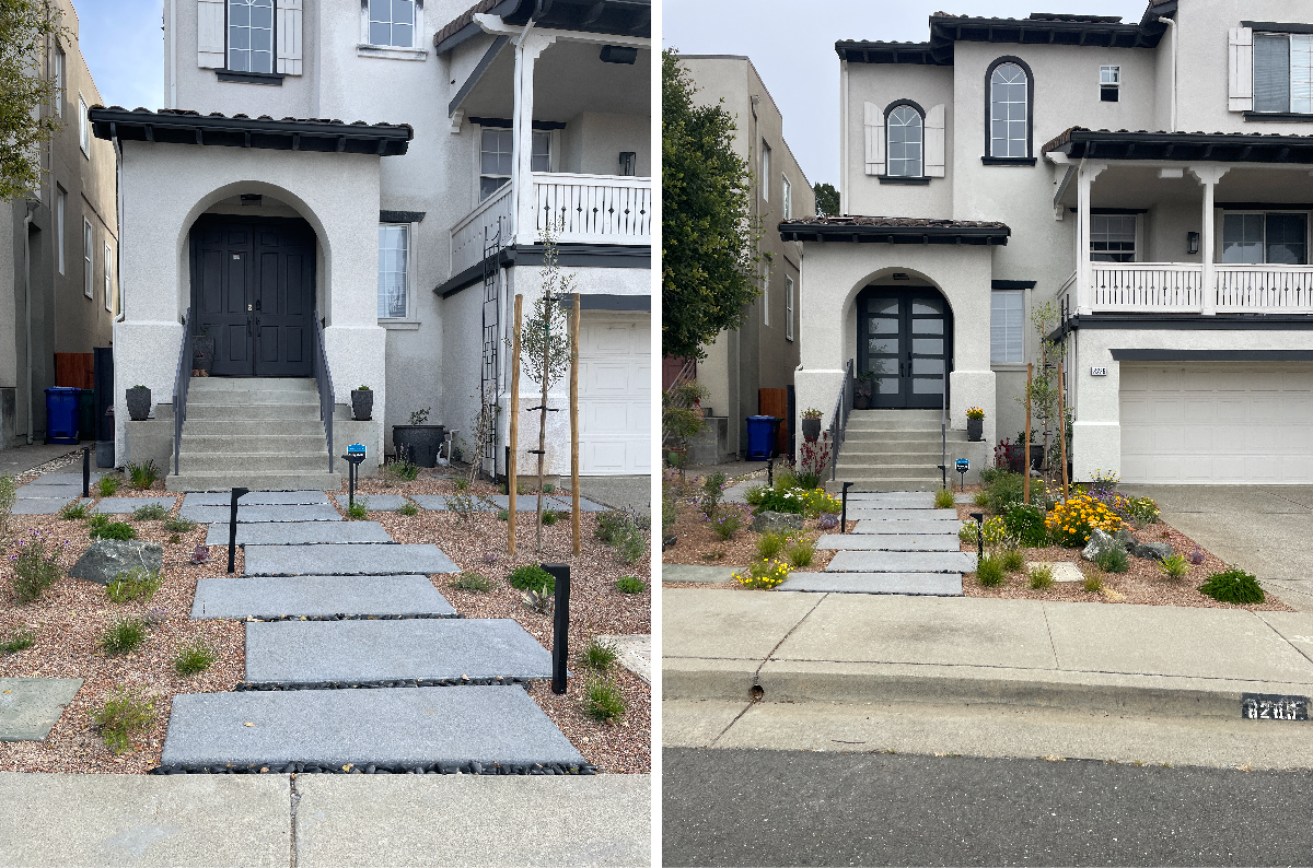 An Oakland California front garden gets a drought tolerant, modern and colorful facelift with California Native Plants