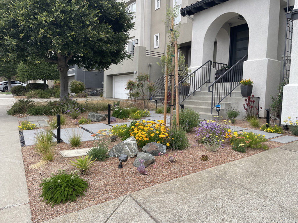 An Oakland California front garden gets a drought tolerant, modern and colorful facelift with California Native Plants