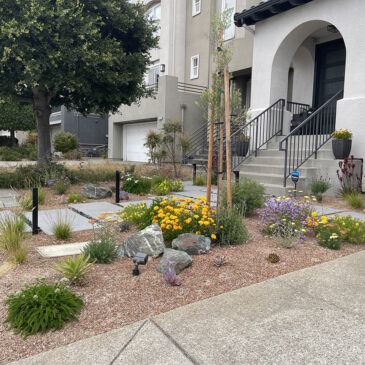 An Oakland California front garden gets a drought tolerant, modern and colorful facelift with California Native Plants