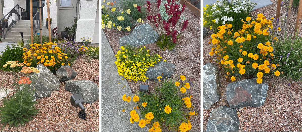 An Oakland California front garden gets a drought tolerant, modern and colorful facelift with California Native Plants