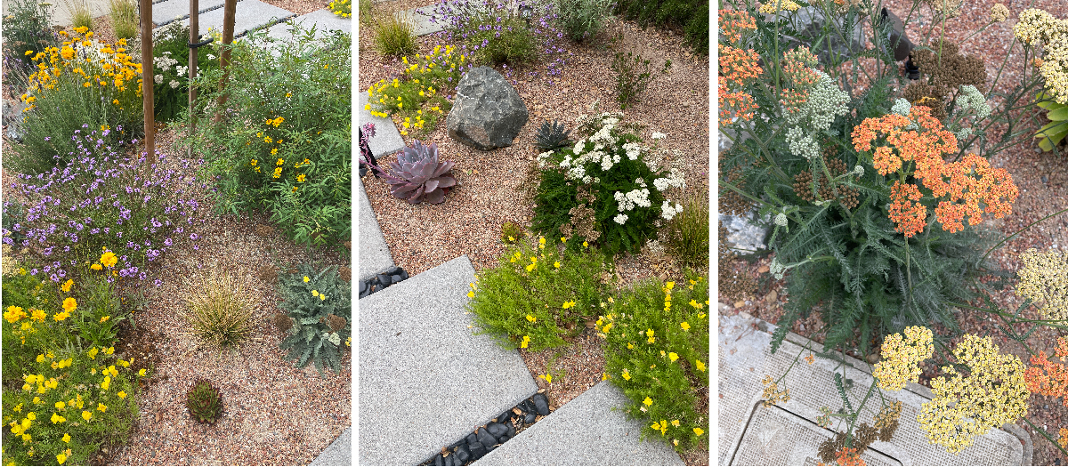 An Oakland California front garden gets a drought tolerant, modern and colorful facelift with California Native Plants
