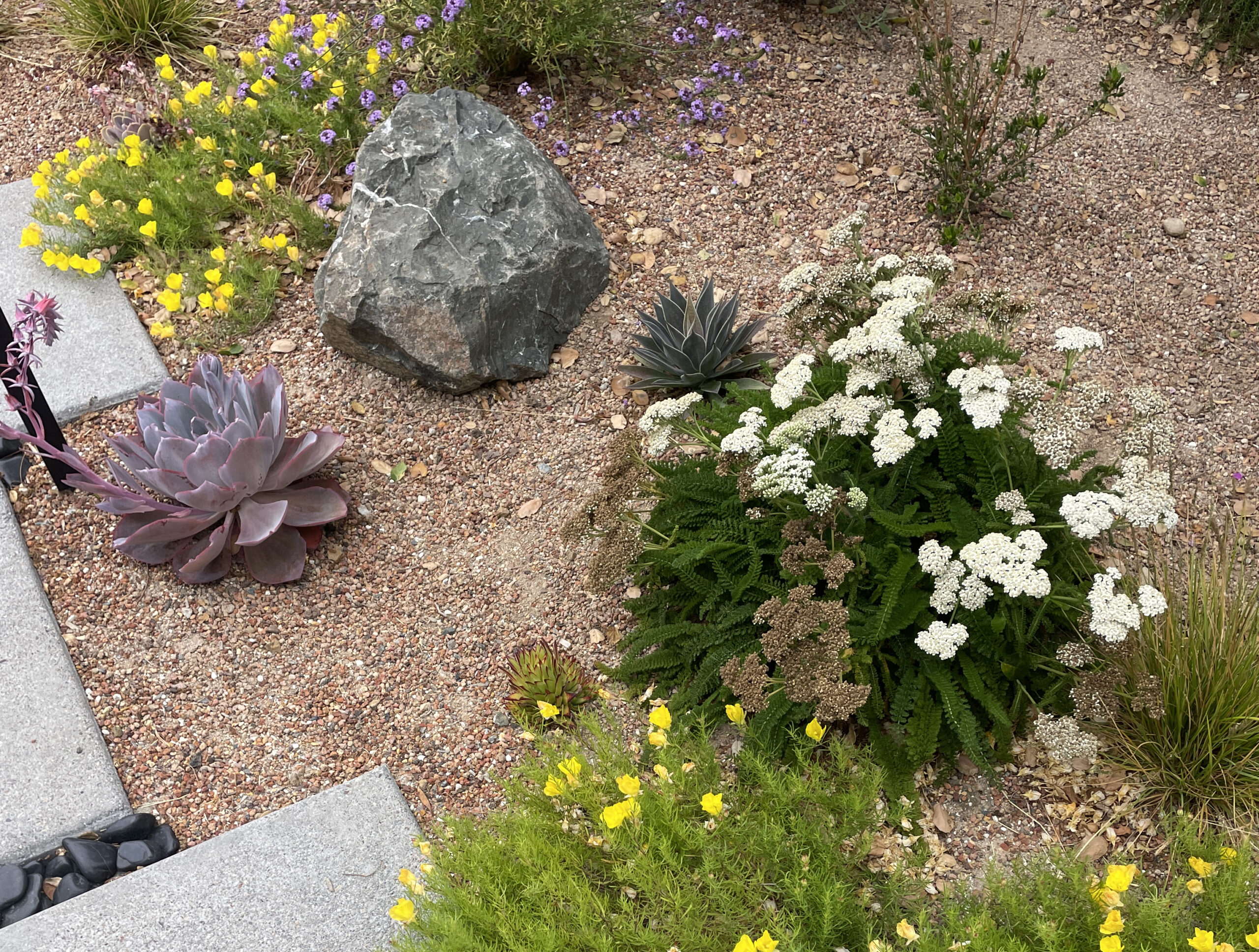 An Oakland California front garden gets a drought tolerant, modern and colorful facelift with California Native Plants