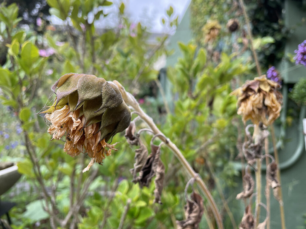 Fall Garden Maintenance in California