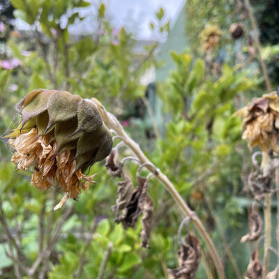 Fall Garden Maintenance in California